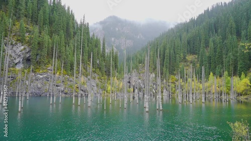 Kaindy Lake with trees sticking out of the water. The lake contains trunks of submerged picea schrenkiana trees that rise above the surface of the lake. Rocks, green forest and grass growing.