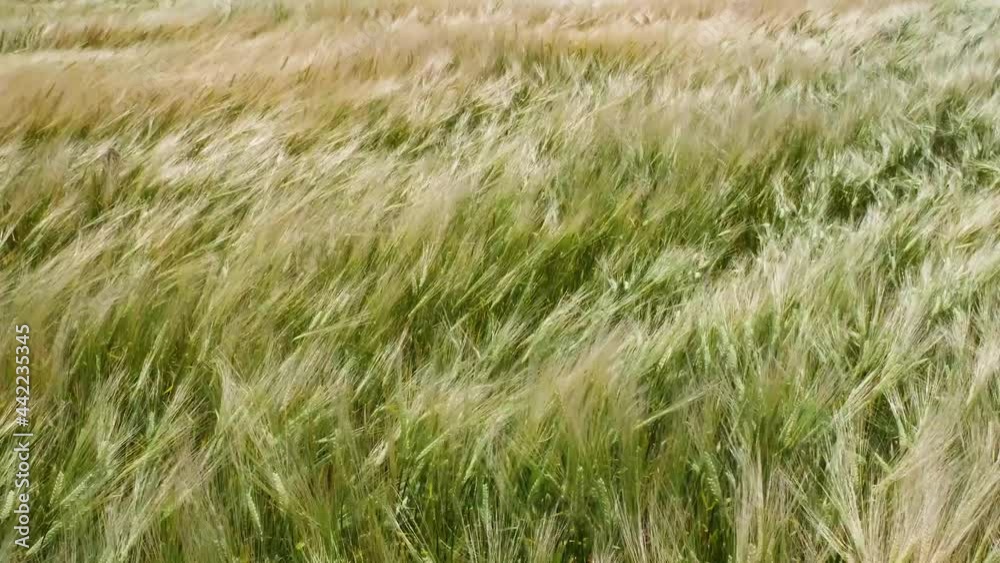 Green agricultural wheat field close up. Top down view over green wheat field. 4k resolution video. Green agricultural wheat field close up. Top down view over green wheat field. 4k resolution video.