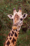 Giraffe, serengeti, Tanzania