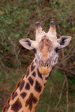 Giraffe, Serengeti, Tanzania