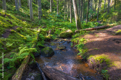 Beautiful summer view of mountain nature landscape in forest. High green pine trees and small stream in green forest. Sweden.