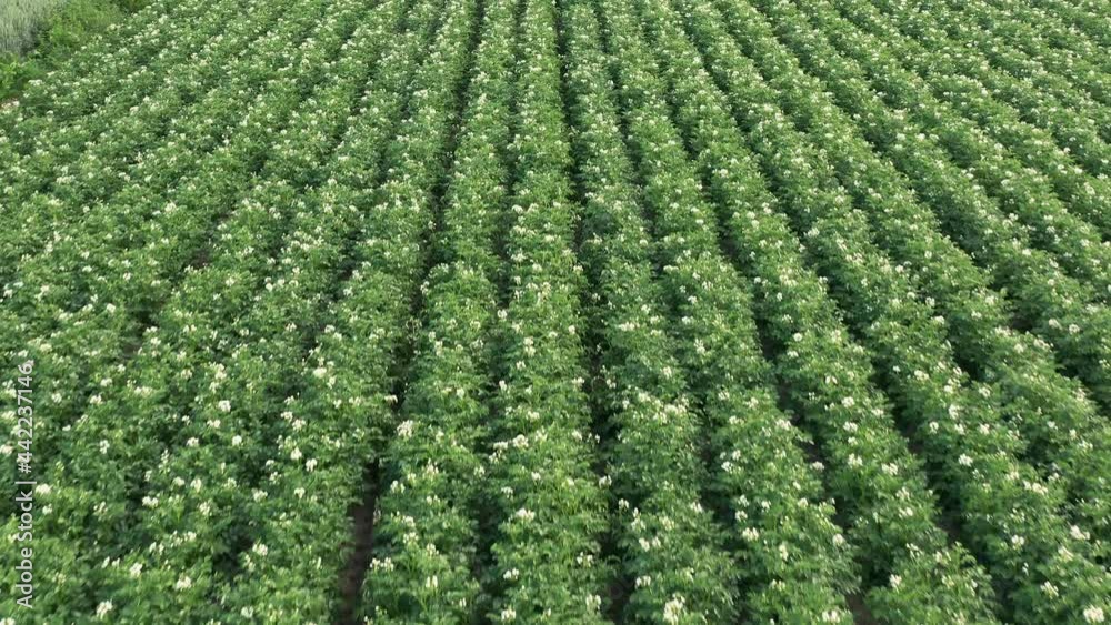 Aerial view of blooming potatoes crops on field. Agriculture and cultivation concept Aerial view of blooming potatoes crops on field. Agriculture and cultivation concept