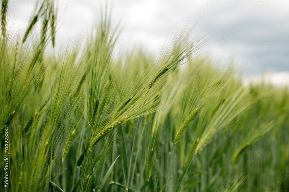 Ripening ears of meadow wheat field. Rich harvest Concept. Ears of green wheat close up. Ripening ears of meadow wheat field. Rich harvest Concept. Ears of green wheat close up.
