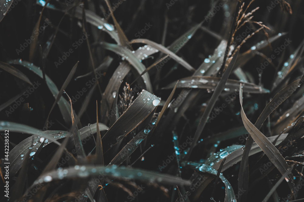 Fototapeta premium After the rain