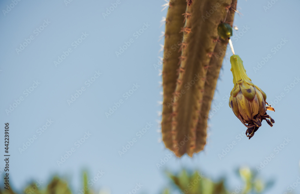 Obraz premium cactus plants at stone decorative summer garden sunlight