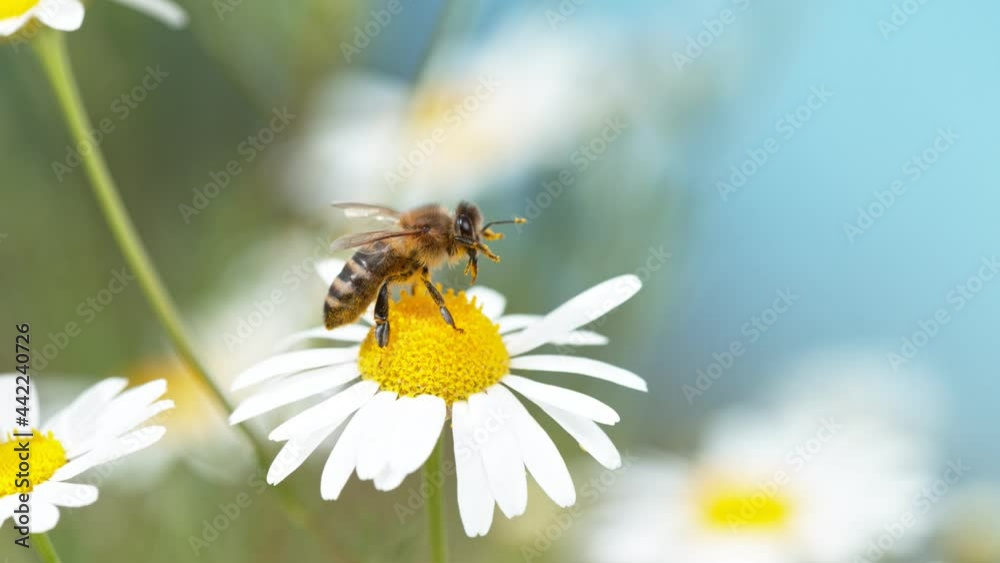 Flying bee gathering pollen from daisy flower. Filmed on high speed cinema camera, 1000fps. Flying bee gathering pollen from daisy flower. Filmed on high speed cinema camera, 1000fps.