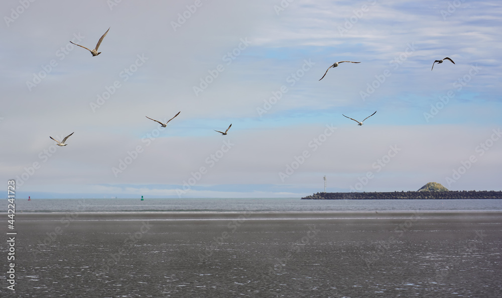 Obraz premium A flock of shorebirds in by Ocean in California