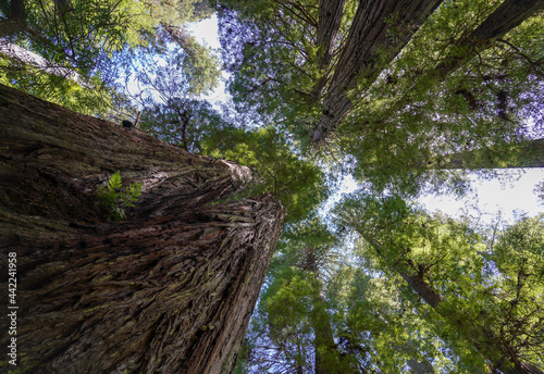 Tall Redwoods Trees