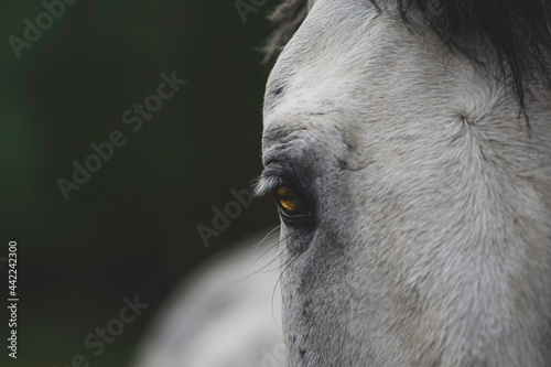 White horse on a dark background. Close up photo.
