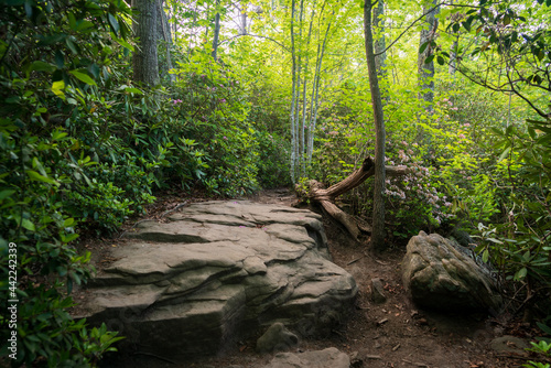 Boulders Along a Hiking Trail at New River Gorge National Park and Preserve