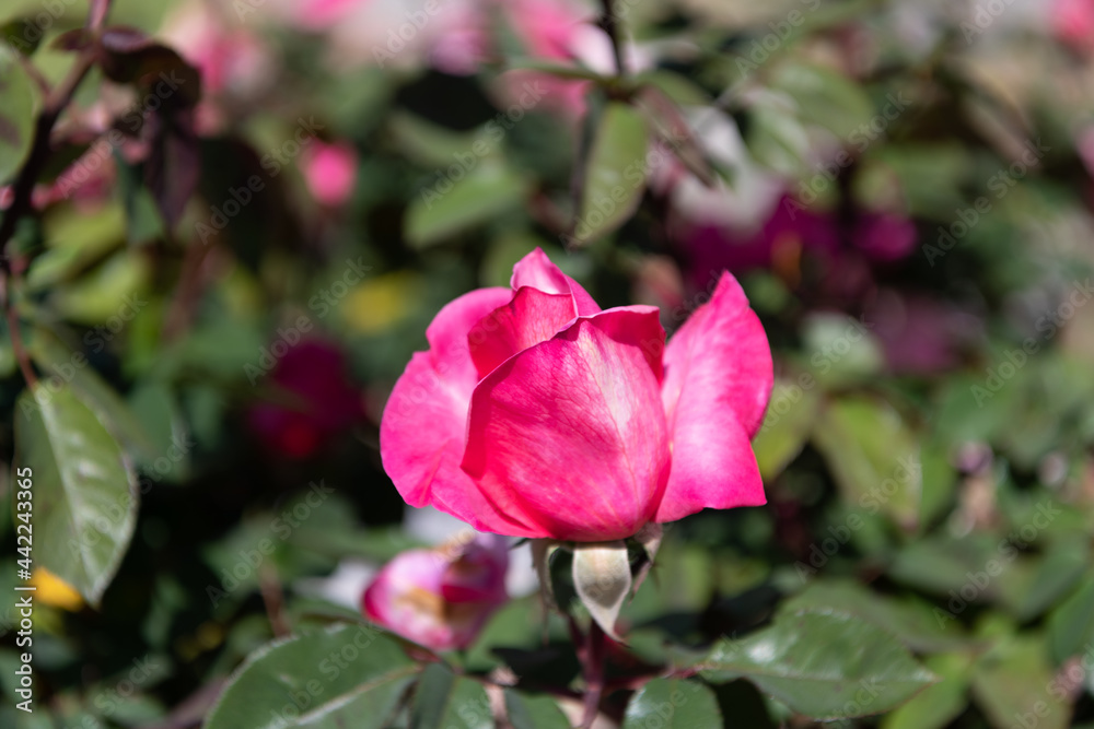 beautiful pink rose flower with petals, rose garden beautiful pink rose flower with petals, rose garden