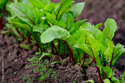 Young beets grow in a garden bed in sunlight in a vegetable garden on a farm. Close-up. Selective focus. Gardening and vegetable garden. Baner for a store or sale. Spring field work.