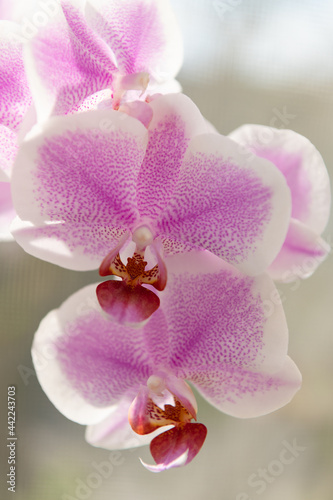 Pink moth orchid Phalaenopsis flowers bloom  Orchidaceae