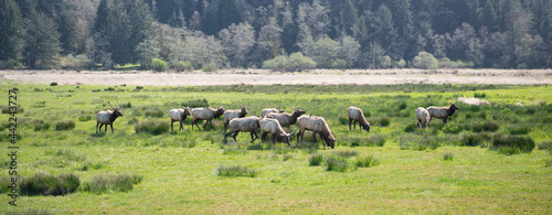 Herd of red deer graze on meadow summer landscape in Oregon  USA