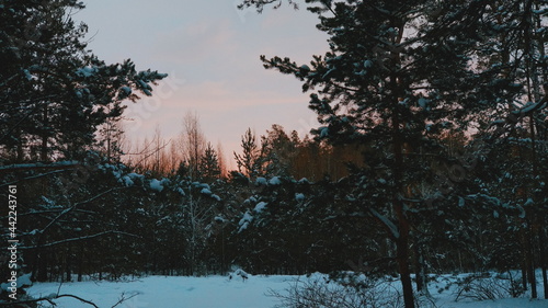 Watching the sunset in the winter in the evening forest among the trees