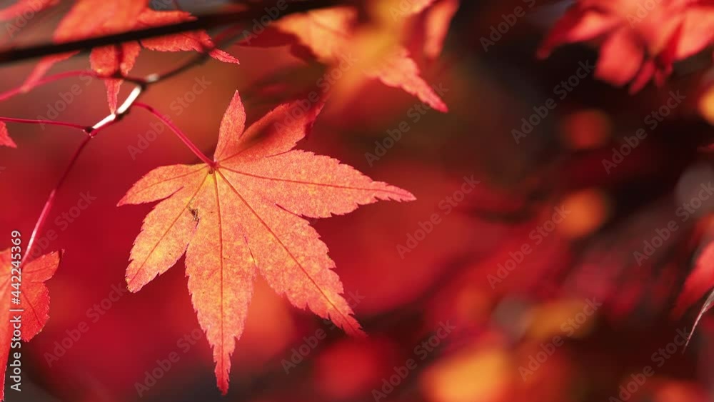 Red maple leaves shaking in bright bokeh background during autumn in Japan
Red maple leaves shaking in bright bokeh background during autumn in Japan