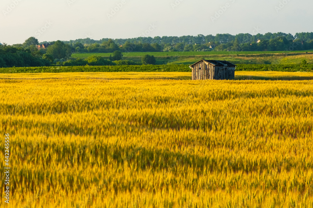 forgotten wooden house in a golden wheat field forgotten wooden house in a golden wheat field