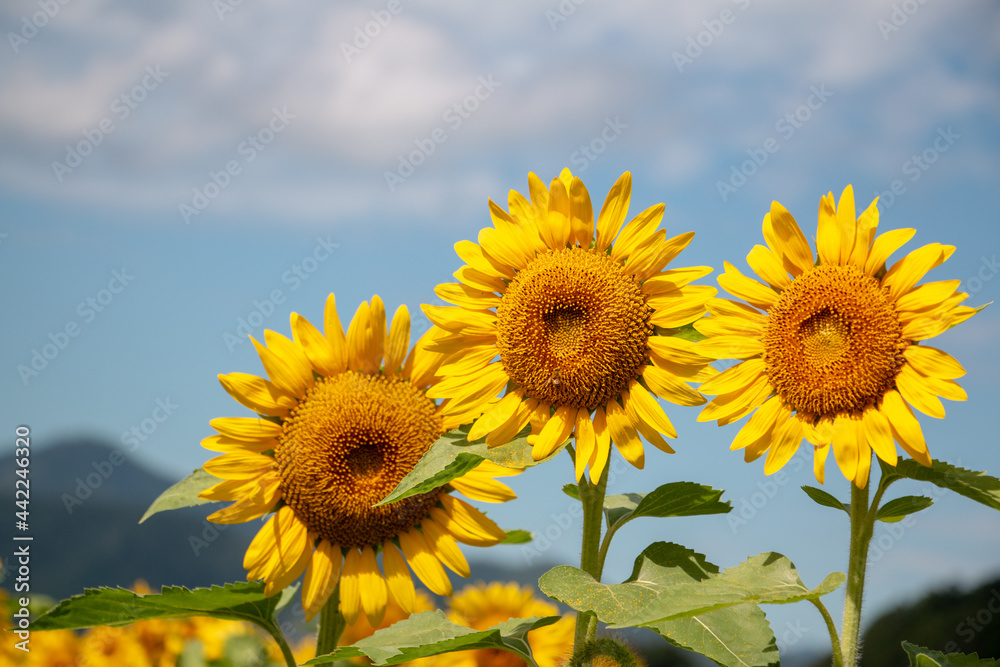 風景素材 爽やかな夏空と綺麗なヒマワリの花 Stock 写真 Adobe Stock