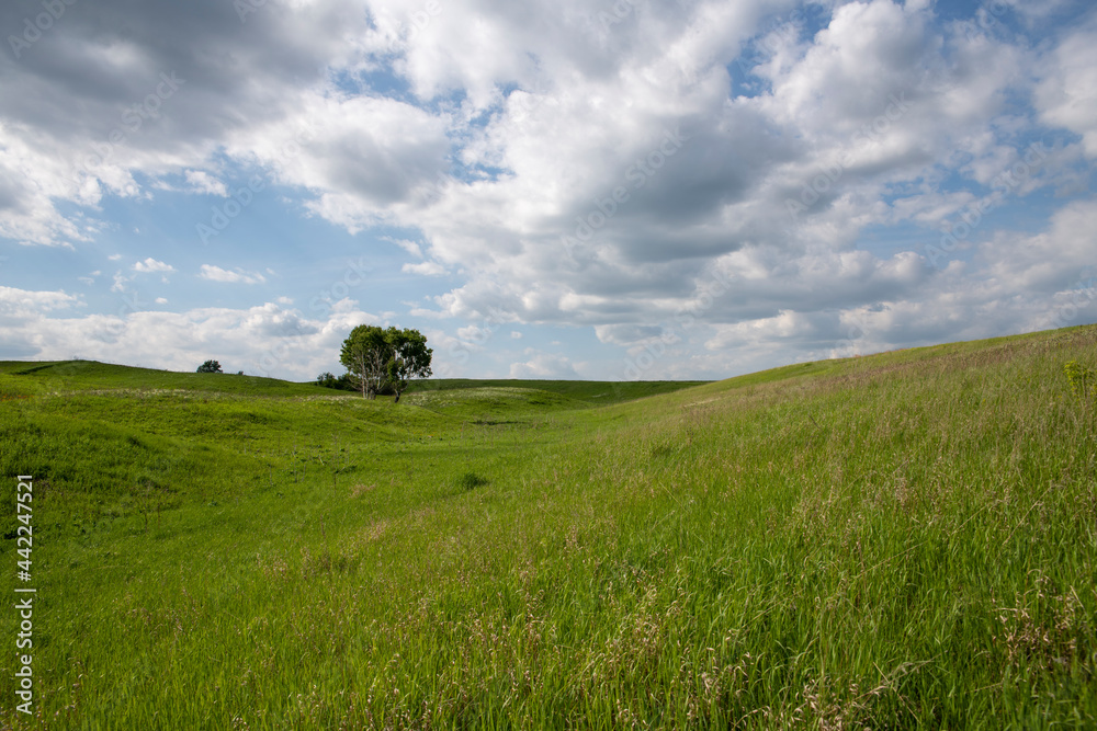 summer's field