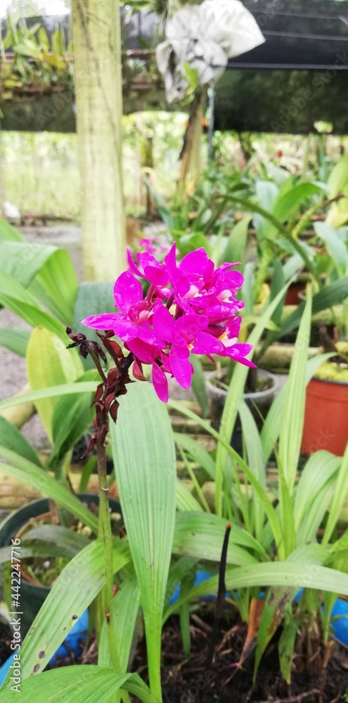 Orquídea morada (Tarapoto - Perú)