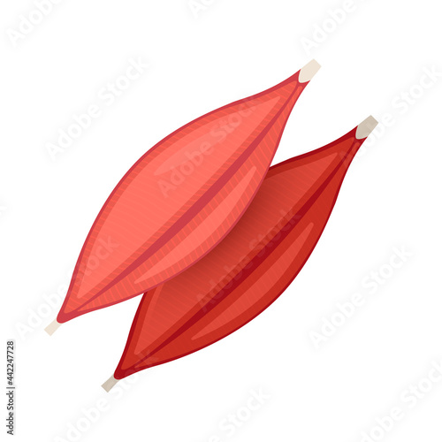Human muscle tissue flat icon. Vector muscle anatomy isolated icon