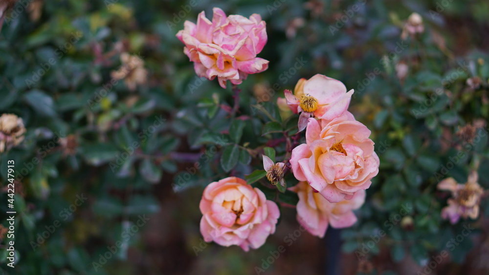 pink rose bush