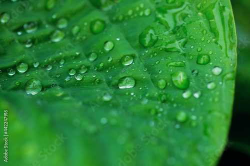 Beautiful green leaf texture with drops of water after the rain, close up © галина шарапова