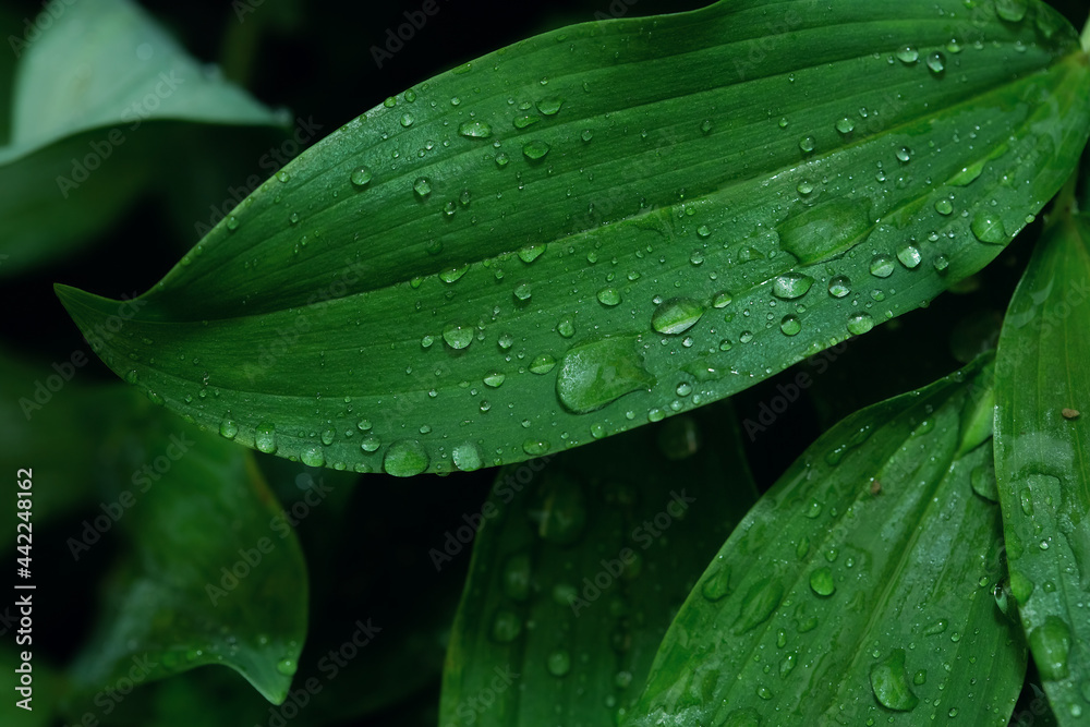 Beautiful green leaf texture with drops of water after the rain, close up Beautiful green leaf texture with drops of water after the rain, close up