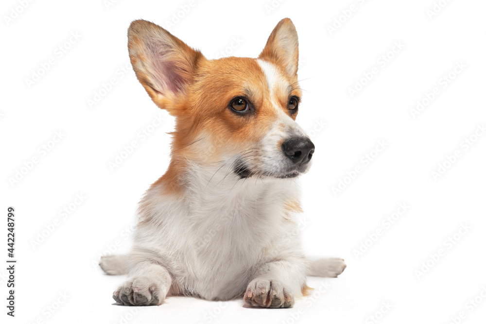 Cute obedient Welsh corgi pembroke or cardigan lies funny spread hind paws isolated on white background, front view. Lovely dog for advertisement.