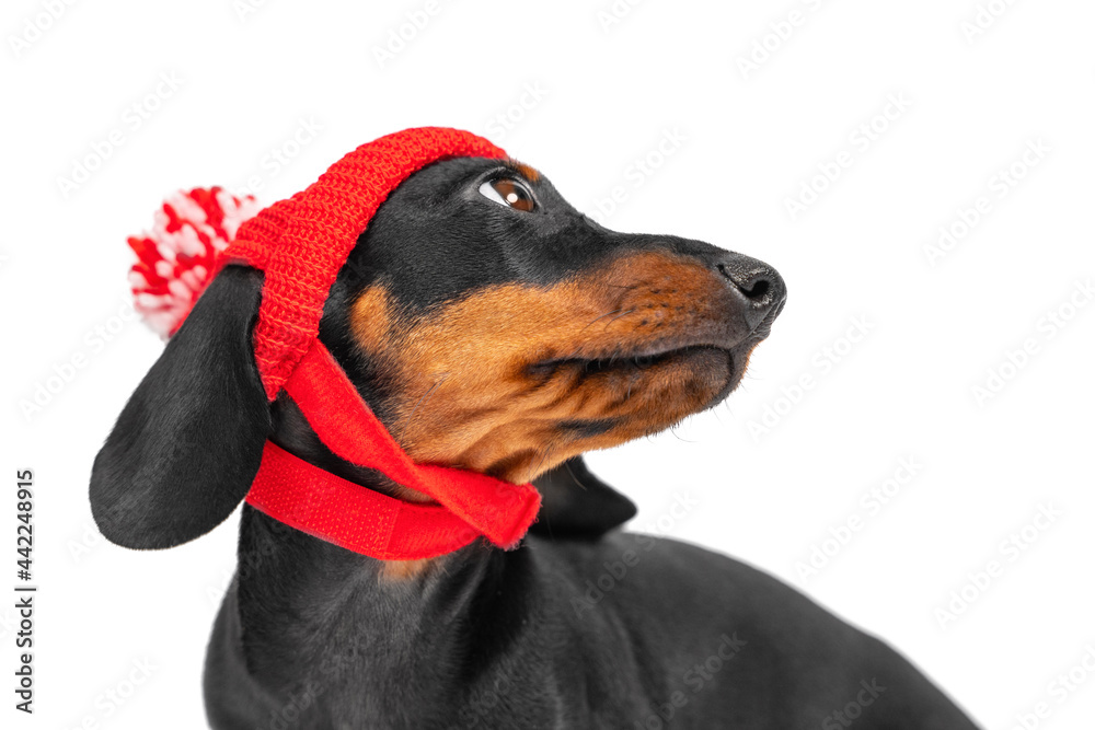Portrait of cute dachshund puppy in funny knitted hat with pompom, who turned around to look back isolated on white background. Special accessory for pets. Portrait of cute dachshund puppy in funny knitted hat with pompom, who turned around to look back isolated on white background. Special accessory for pets.