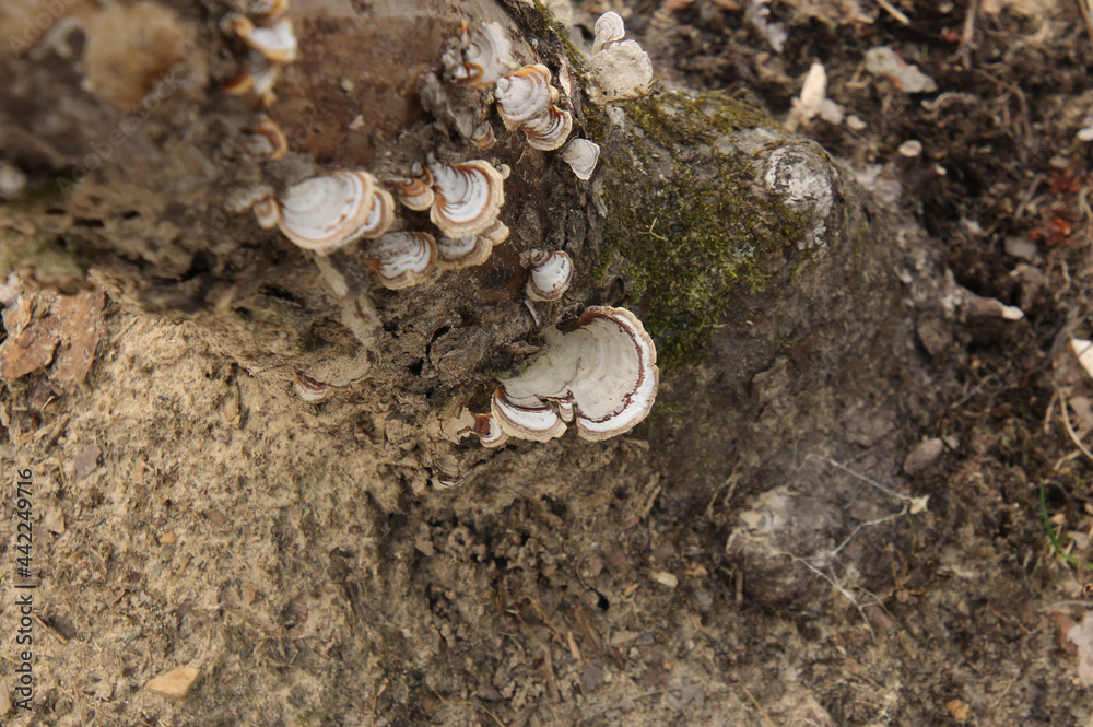 Forced Focus on Fungus Forced Focus on Fungus