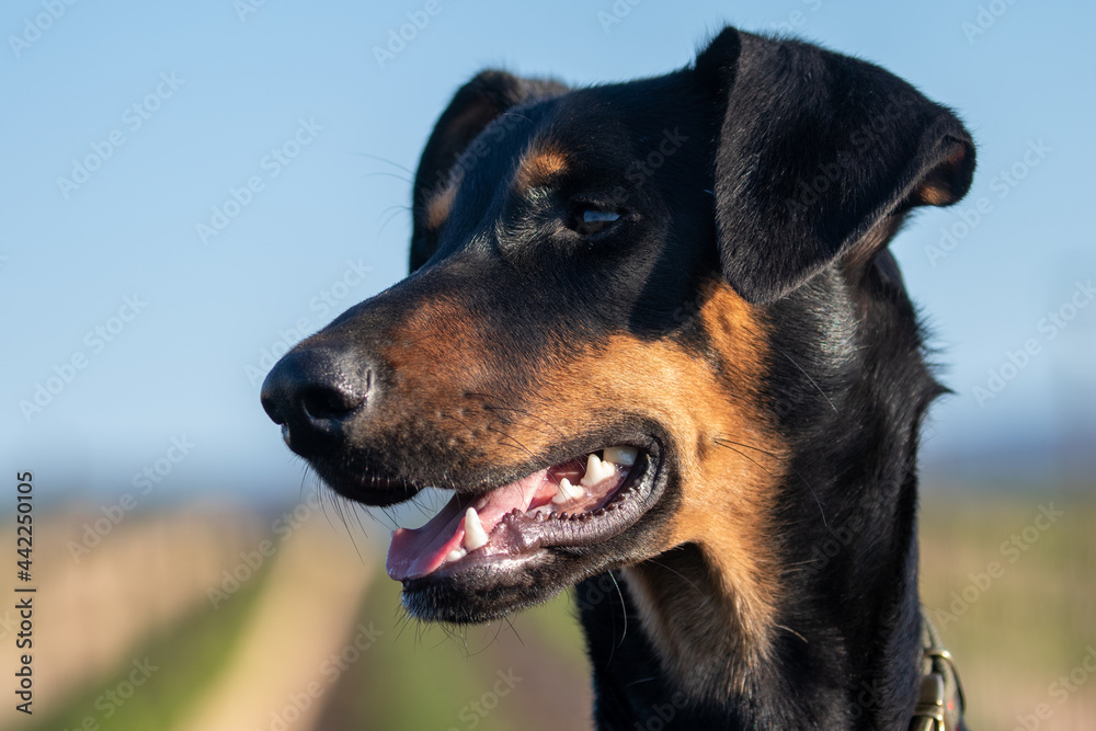 Doberman Dog Breed Outside in Sunshine Doberman Dog Breed Outside in Sunshine