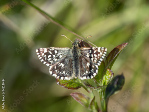 Grizzled Skipper Butterfly, Wings Open