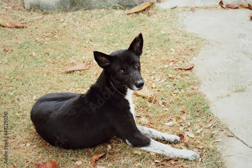 Black and white dog on brown dried grass background