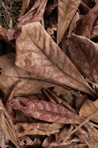 Beautiful of brown dried leaves nature background or texture