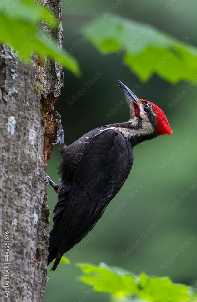Naklejka premium pileated woodpecker bird