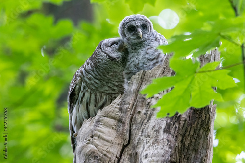 Barred Owl owlet photo