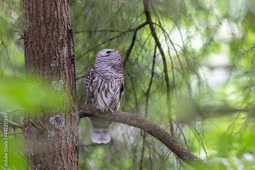Barred Owl bird photo