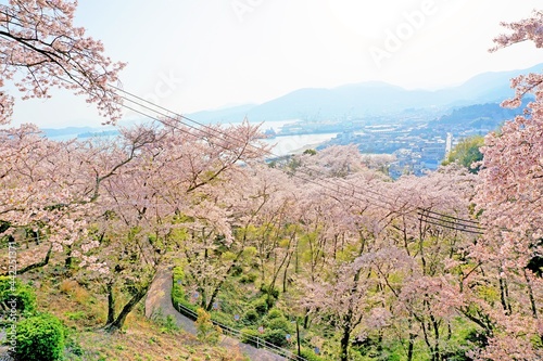 美しい満開の桜と瀬戸内海の展望