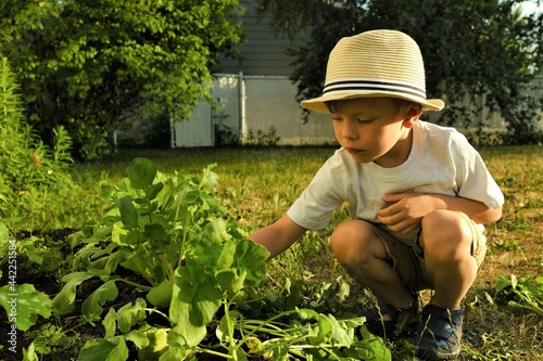 Enfant regardant les légumes dans le jardin