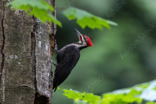 pileated woodpecker bird