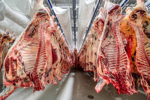 Photos Lots of beef carcasses hang in the large refrigerator