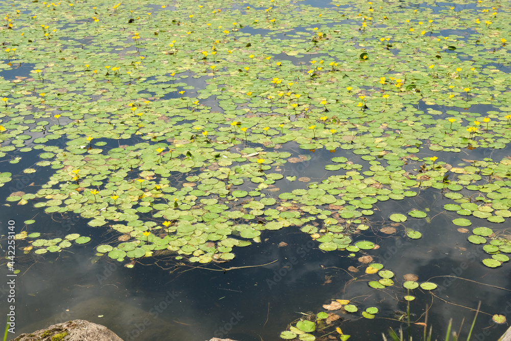 夏の高原の湖畔 夏の高原の湖畔