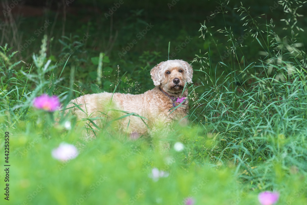 Golden Doodle sitting in a wild flower field Golden Doodle sitting in a wild flower field