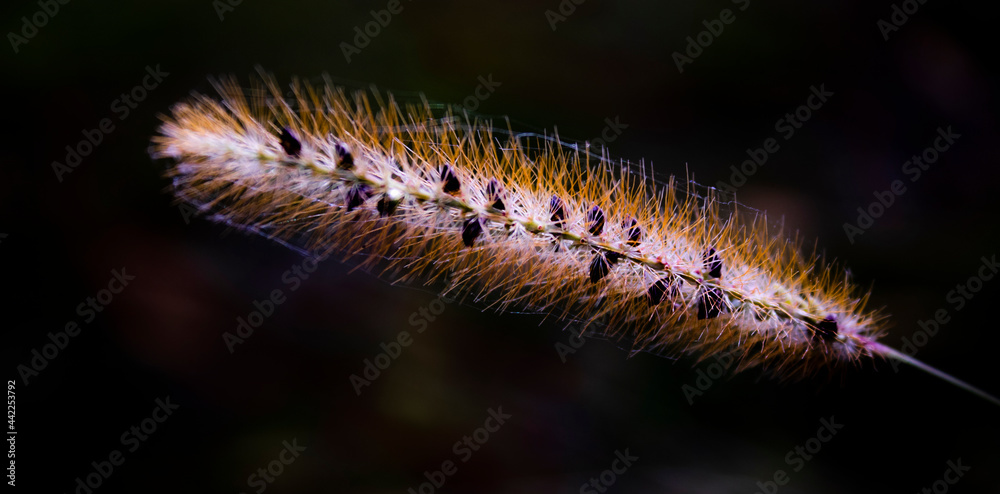 extreme closeup of bristle grass