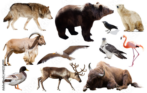 Set of bear and other european animals. Isolated on white background with shade © JackF