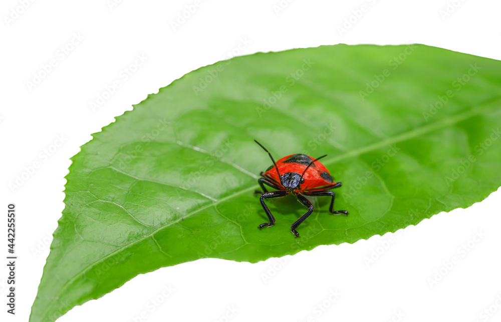 Fototapeta premium Beetles Insects Bugs on a leaf isolated on white background.