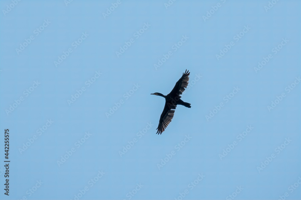Black Cormorant flying in blue sky. The great cormorant, Phalacrocorax carbo Black Cormorant flying in blue sky. The great cormorant, Phalacrocorax carbo