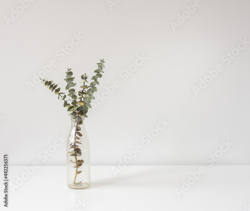 Close up of dried eucalyptus leaves in glass jar on white background with copy space