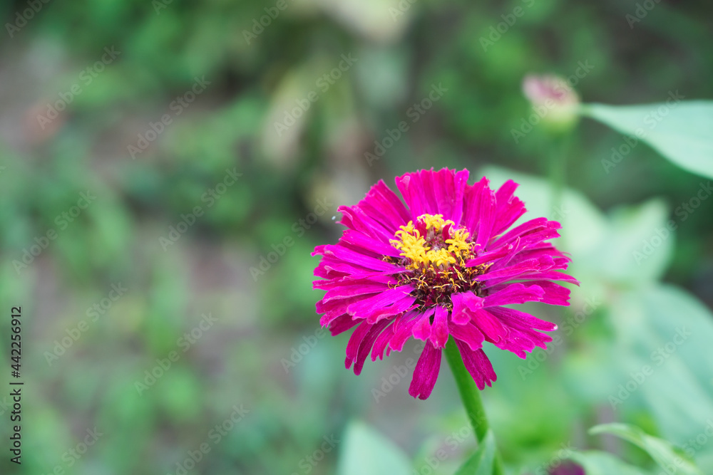 Fototapeta premium Blooming red small wild flowers outdoors